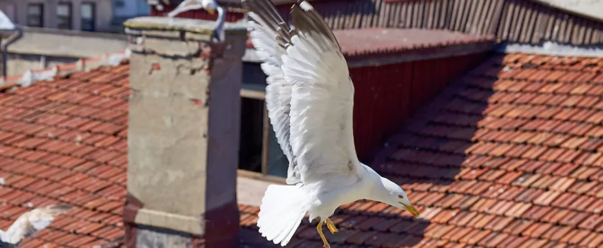 Residential Chimney Animal Removal Solution in Seabrook, MD