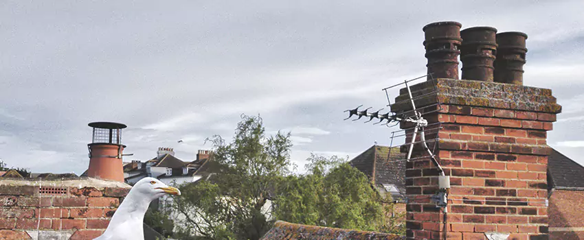 Chimney Cleaning And Restoration in Seabrook, Maryland